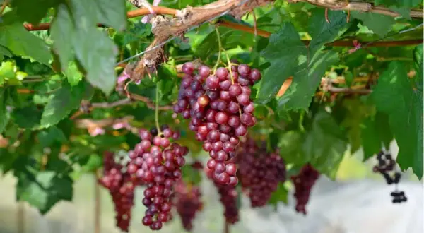Ile kalorii ma 1 kg winogron? Zaskakujące różnice między rodzajami